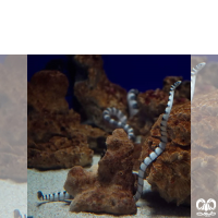 گونه مار دریایی آراسته Ornate Sea Snake